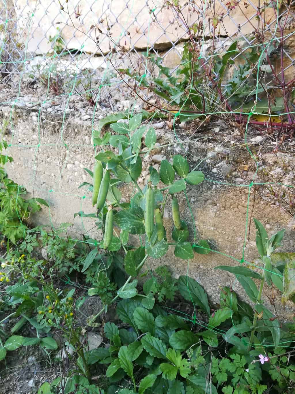 June Garden 2018