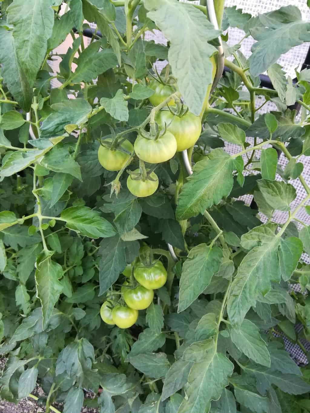 June Garden 2018, Tomatoes in the green house