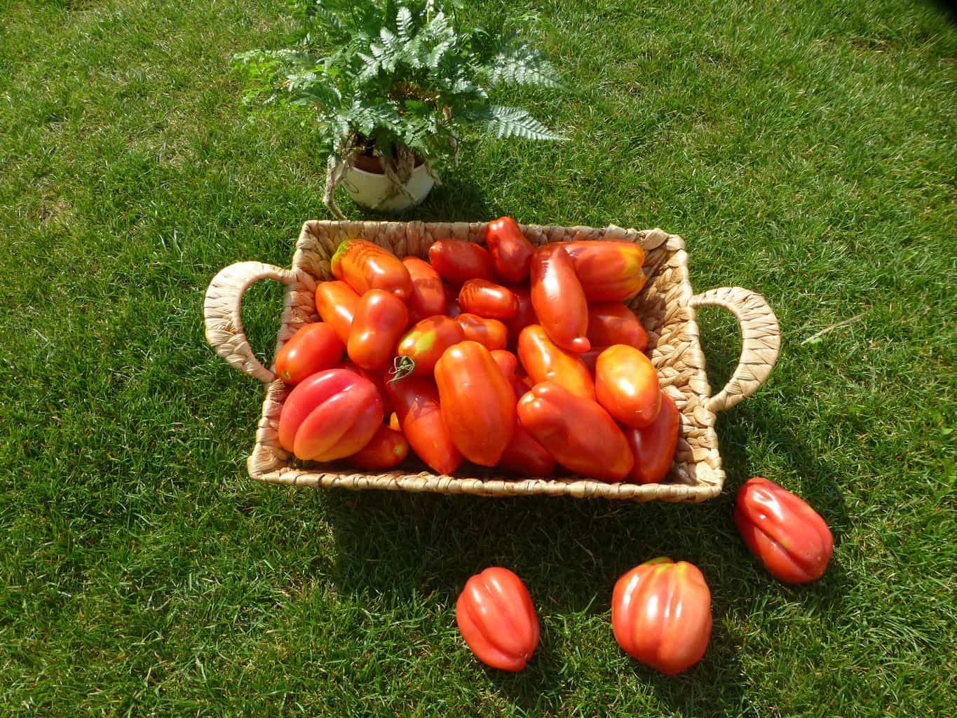 Organic tomatoes harvest