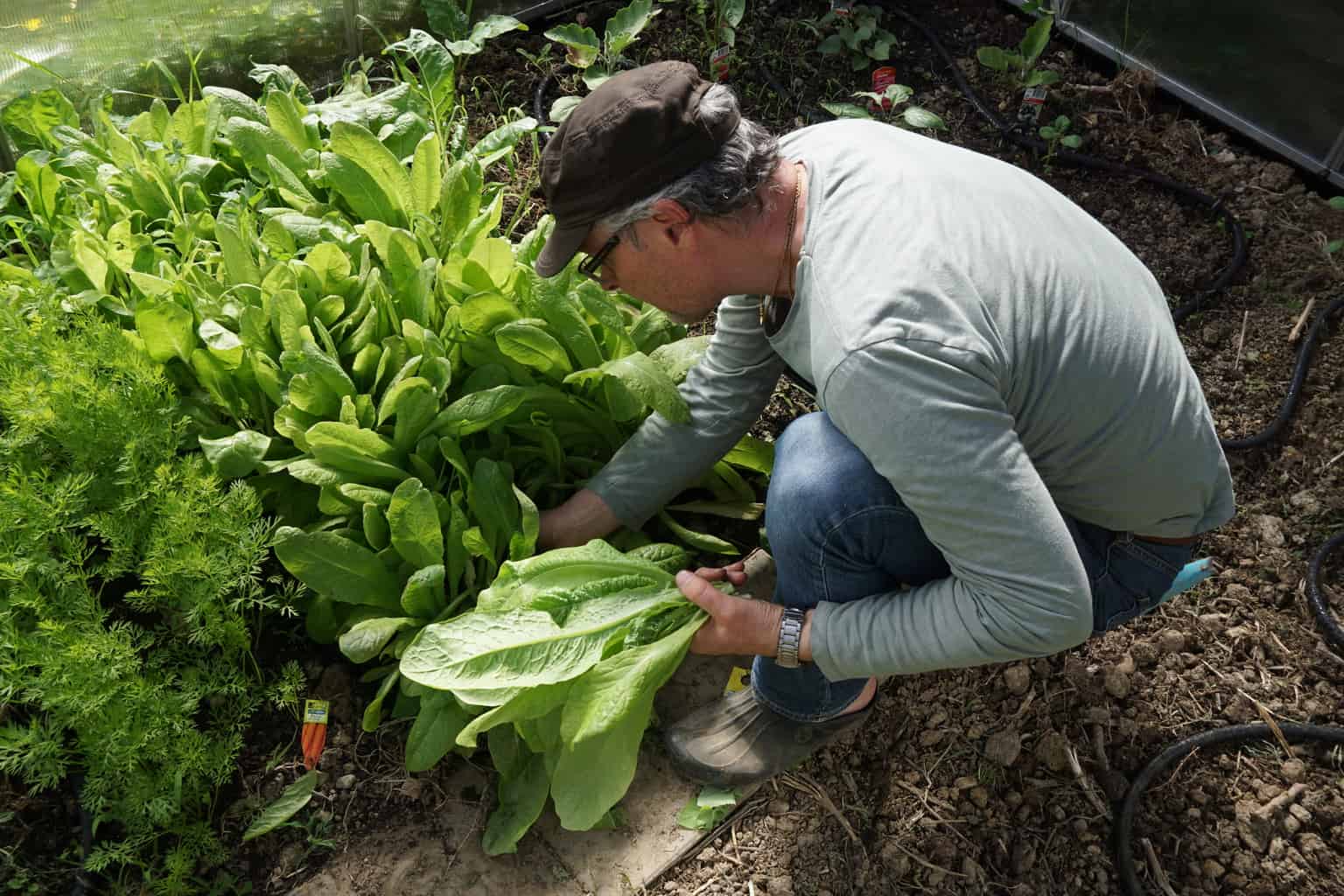 Green house lettuce