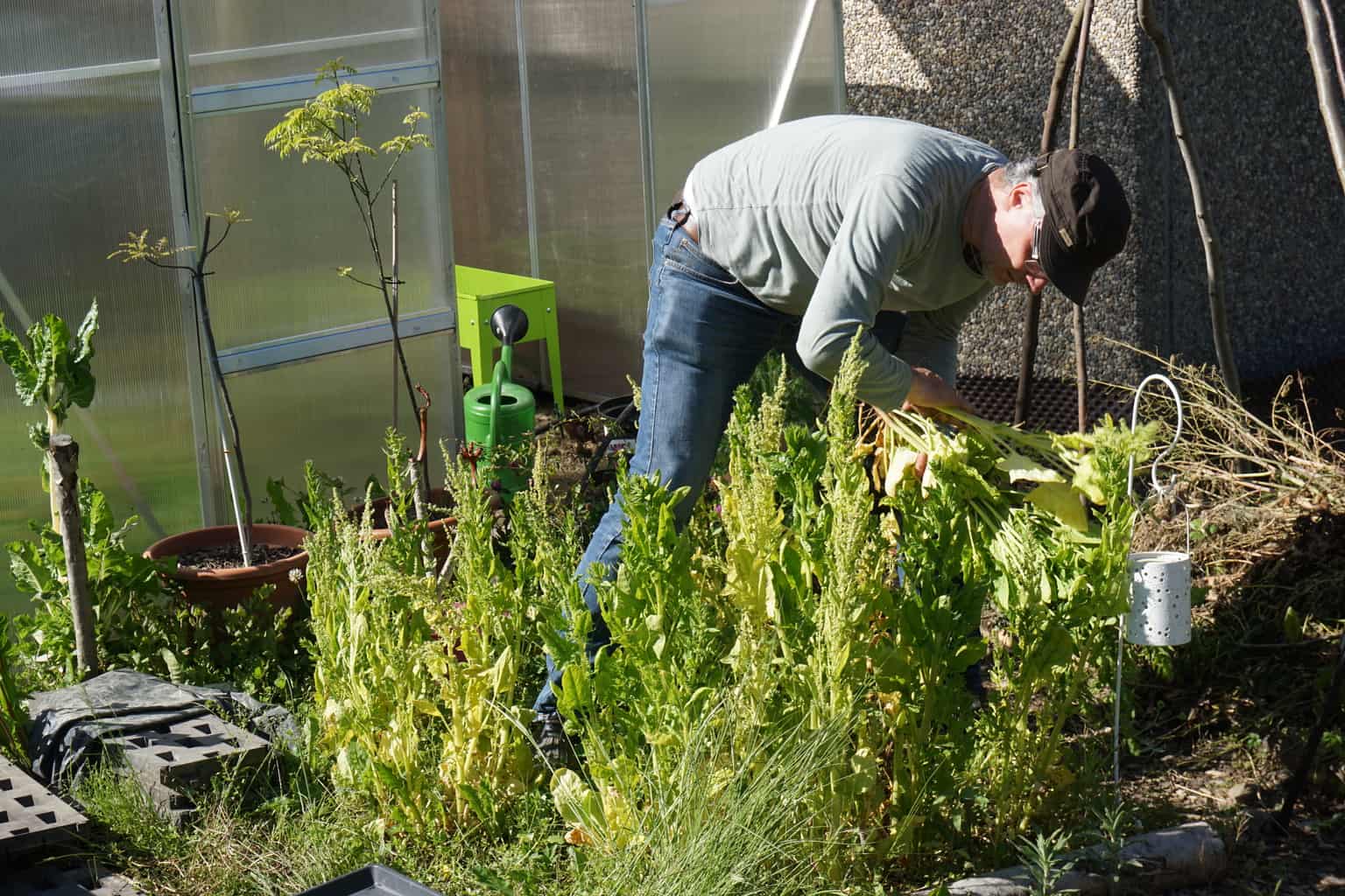 Organic June garden Harvest