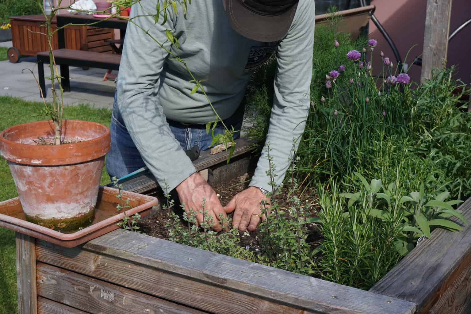 June Herb Garden planting