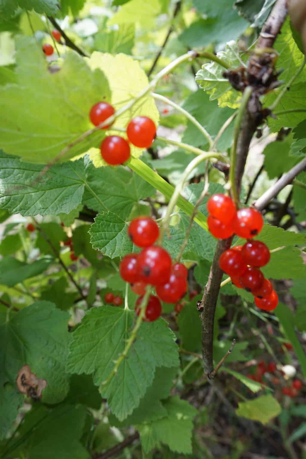 Redcurrant Bush
