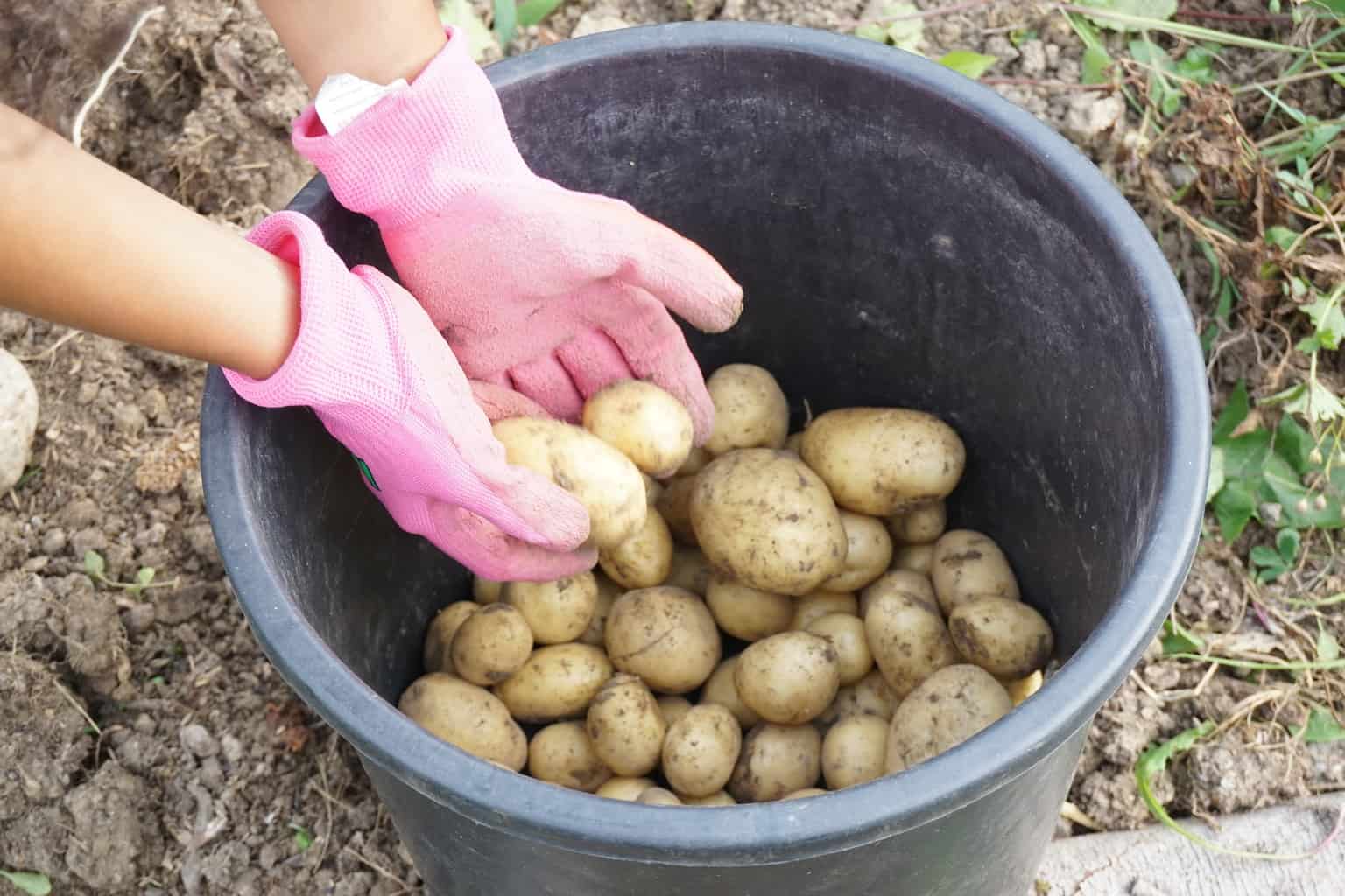 July Organic garden Harvest