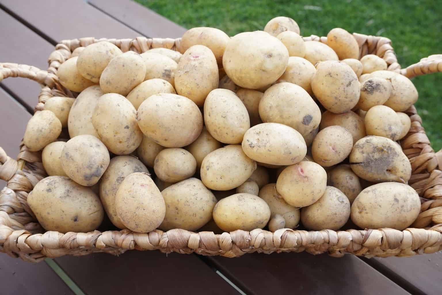 Vitabella Potato Harvest