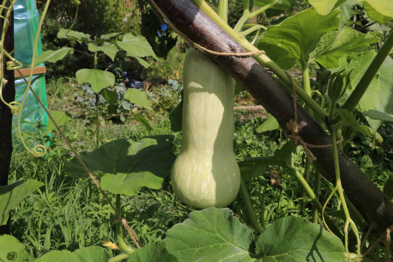 Summer Organic Garden Butternut Squash 