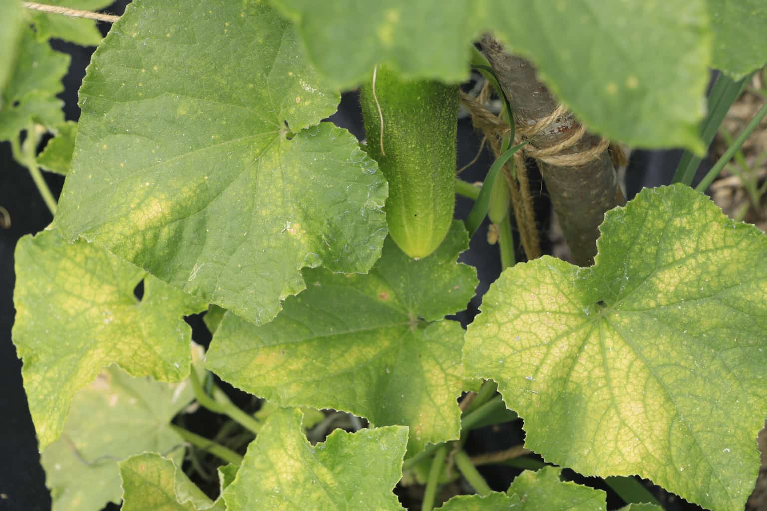 Cucumber Plant