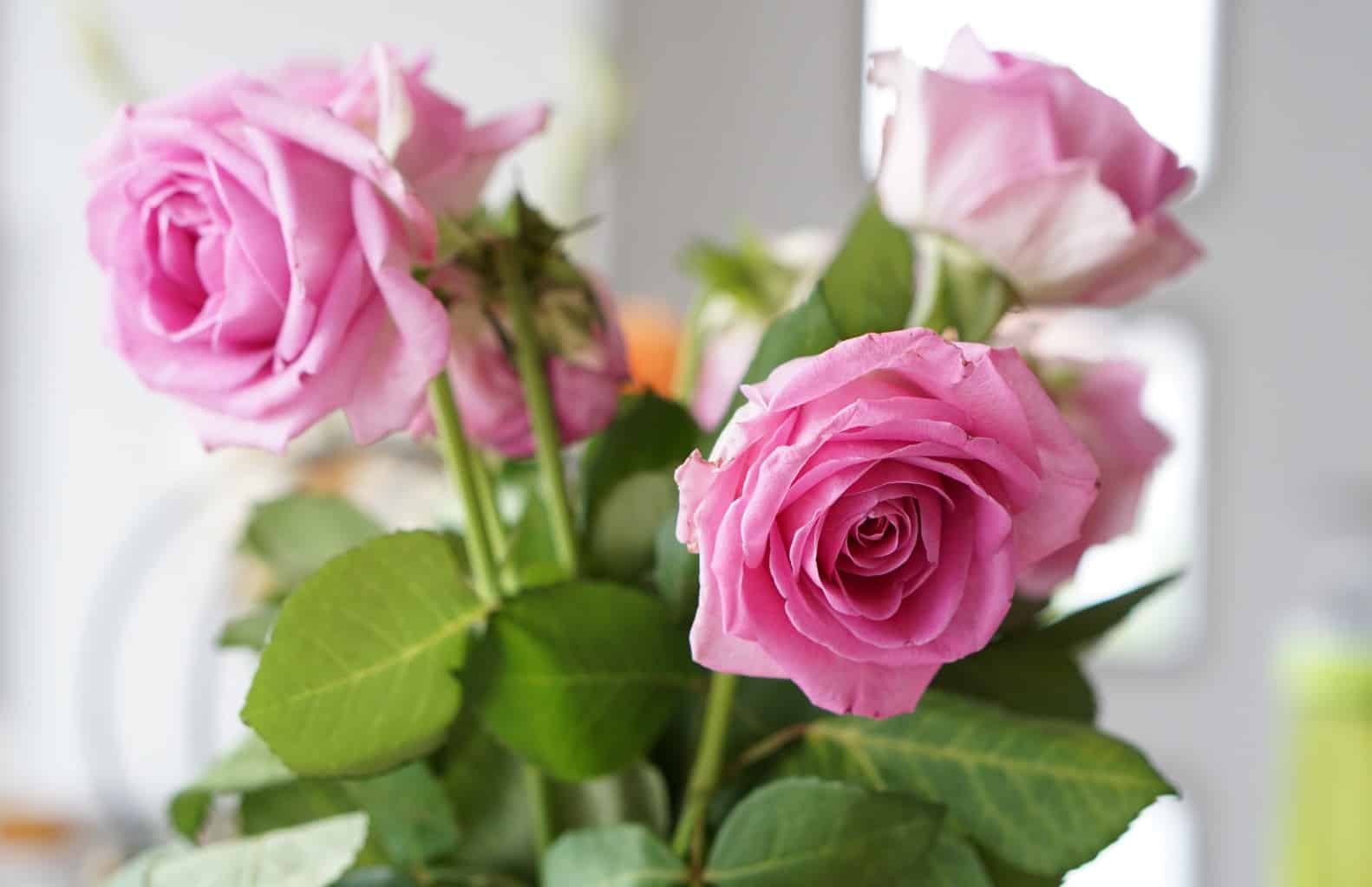 Roses from Swiss Summer Garden
