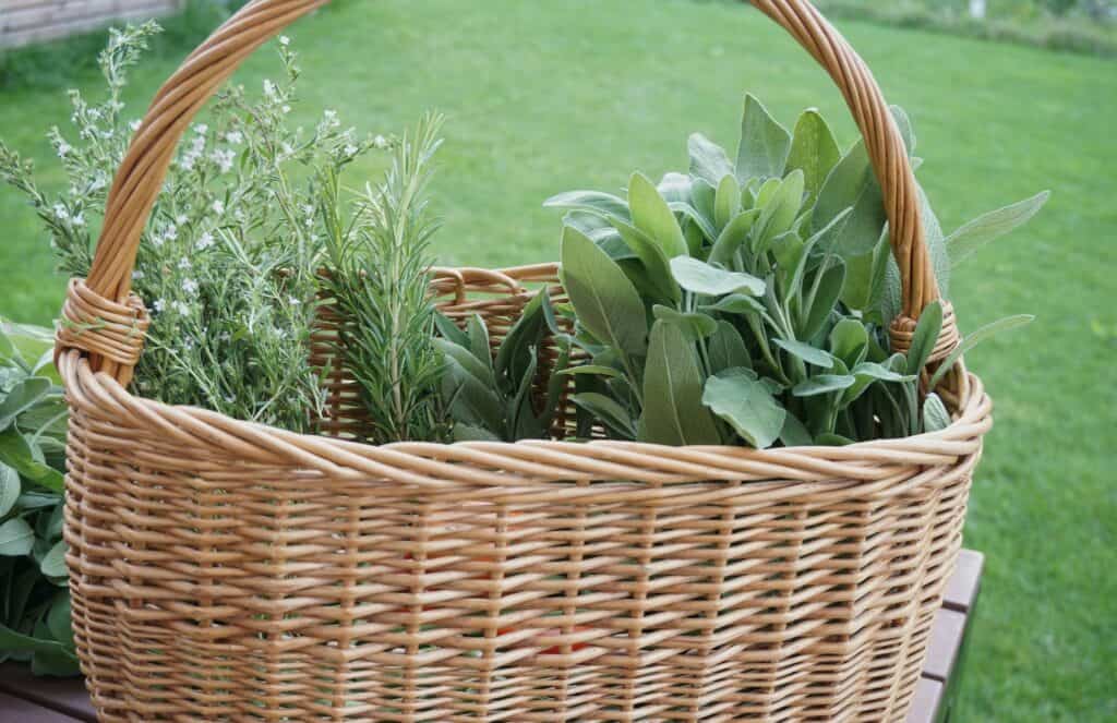 Swiss Summer Herb Garden Harvest