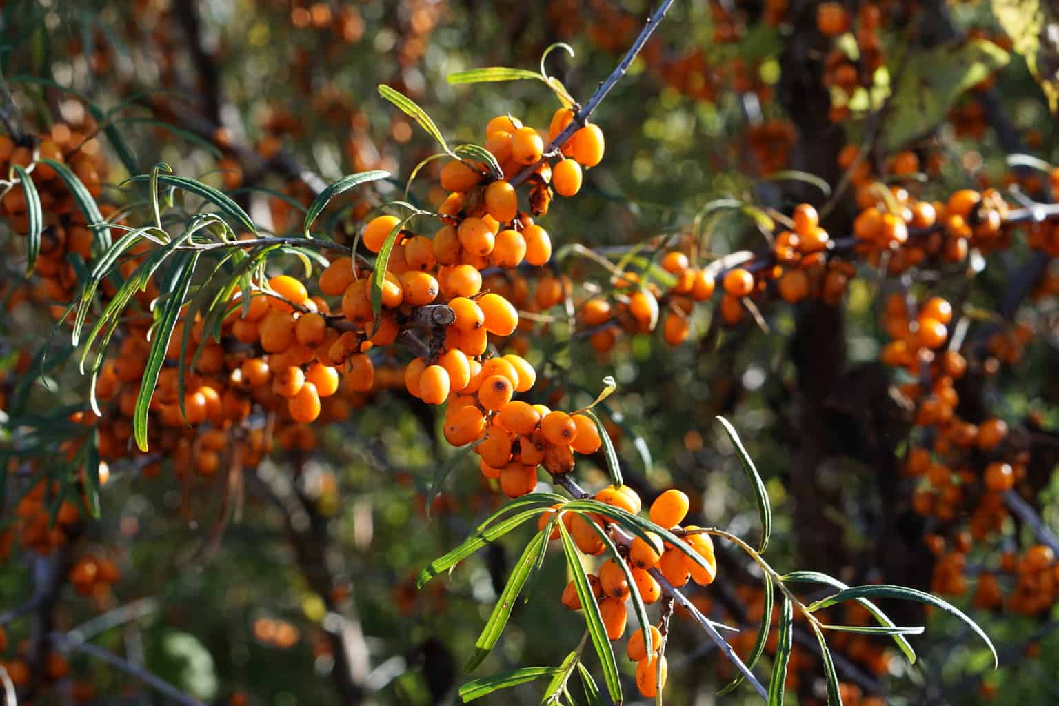 Sea Buckthorn Berry Shrub