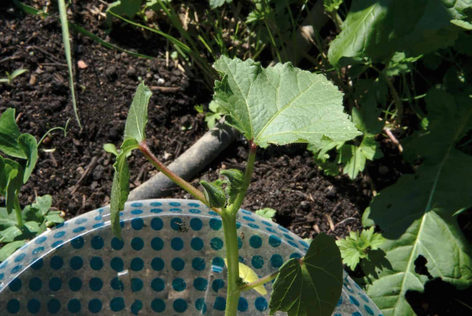 Okra plant