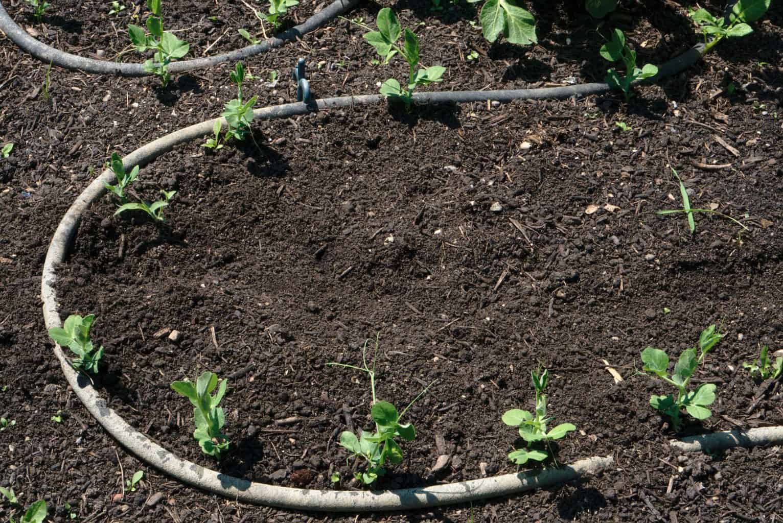 No dig gardening planting ideas