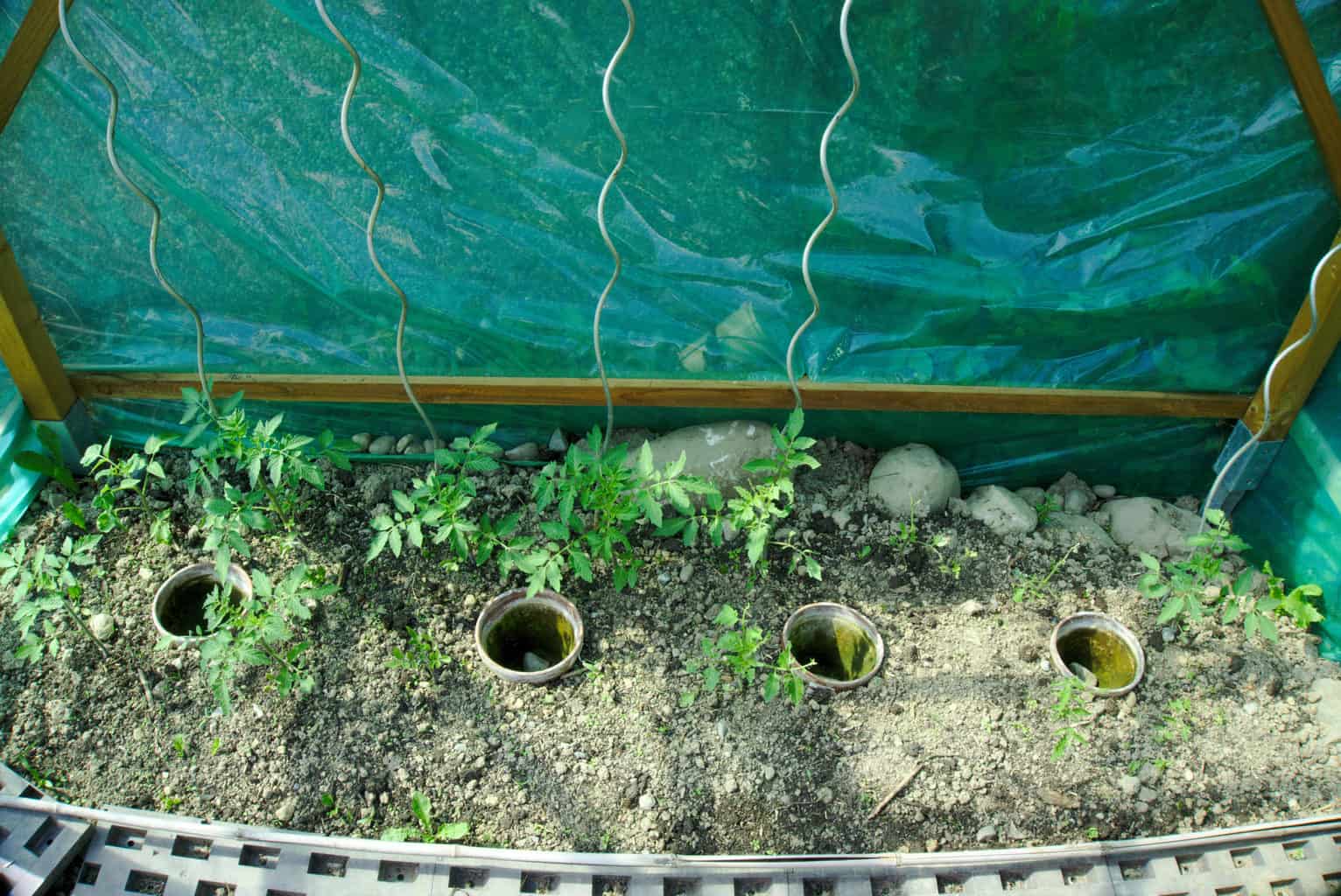 Heirloom Tomatoes