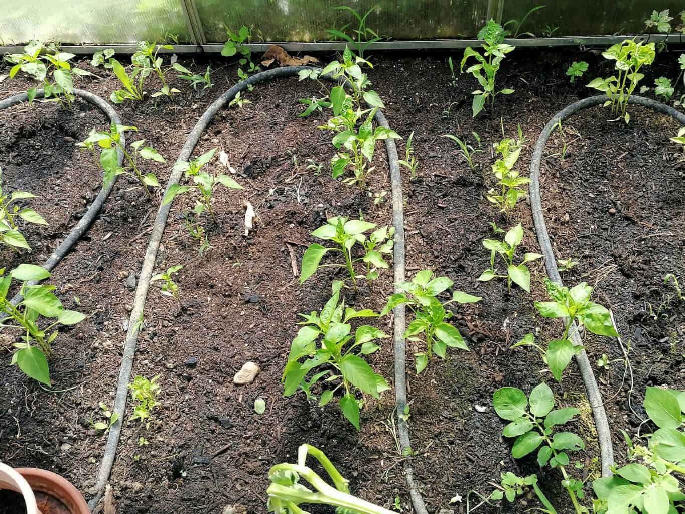Green house planting ideas