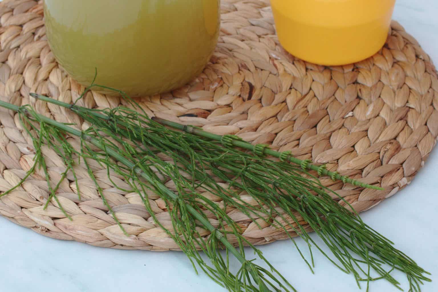 Marsh Horsetail plant fungicide