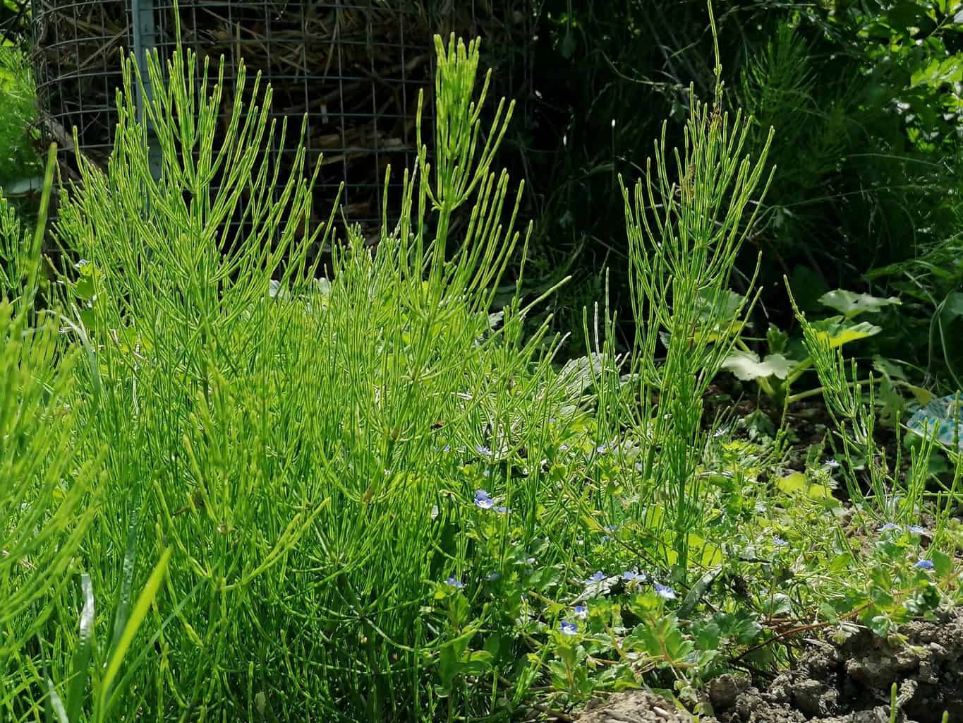Marsh horsetail weeds