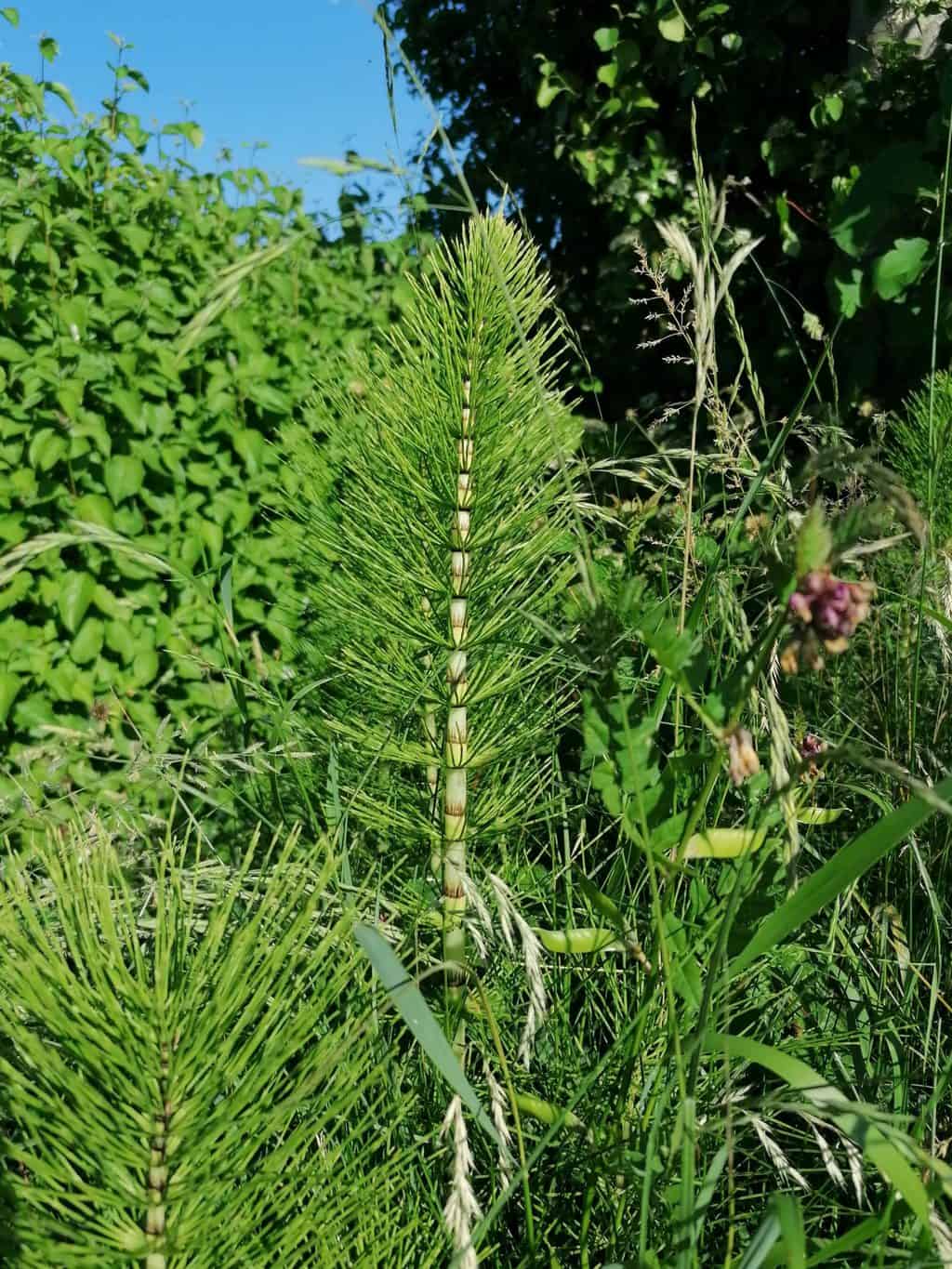 Marsh Horsetail