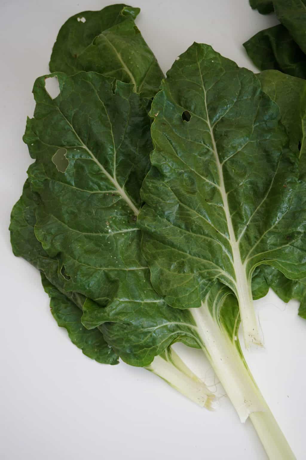 Freshly picked Swiss Chard