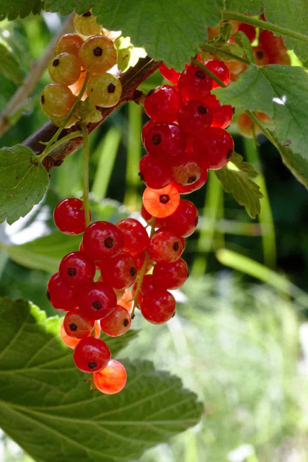 Red Currants
