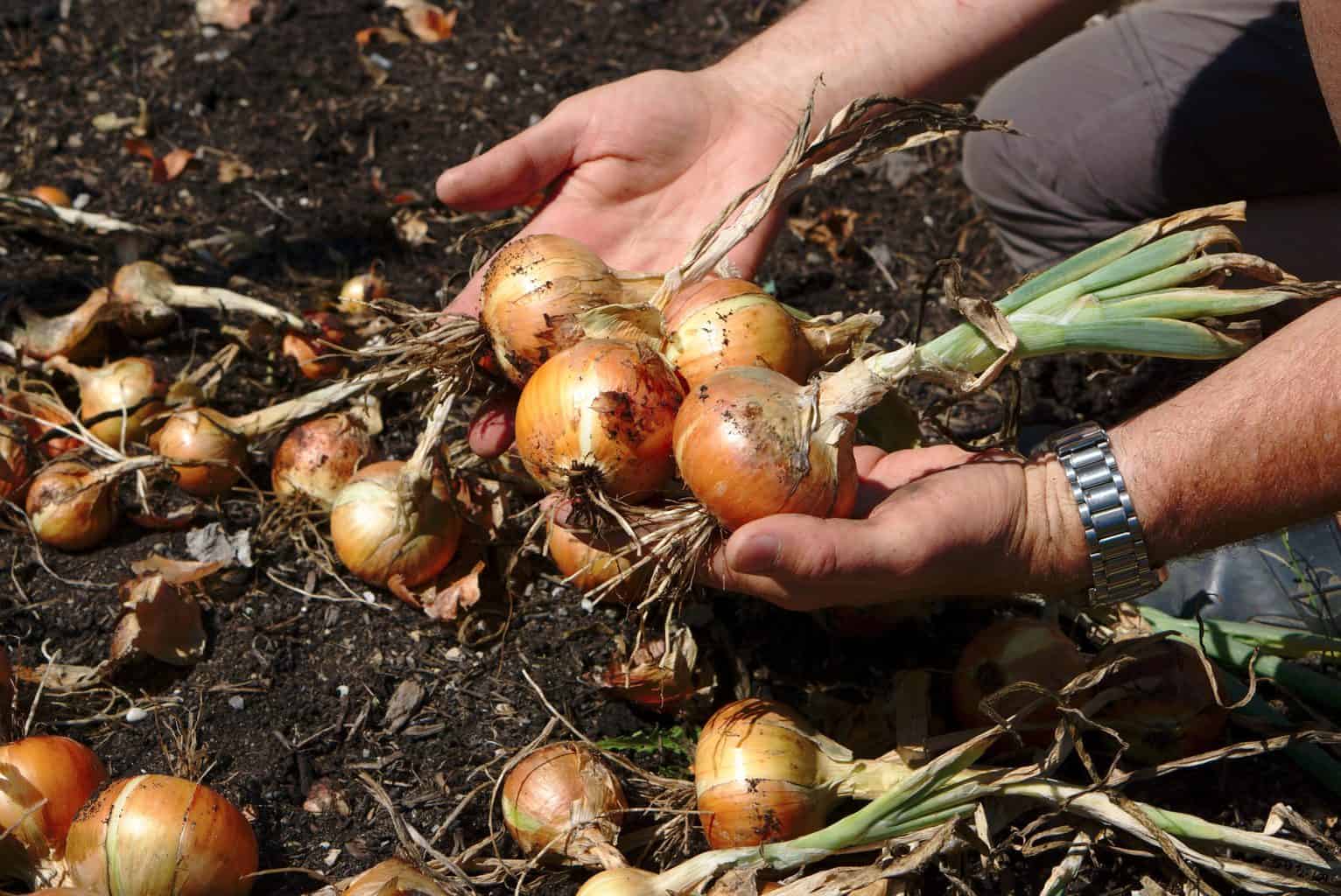 No dig summer garden harvest