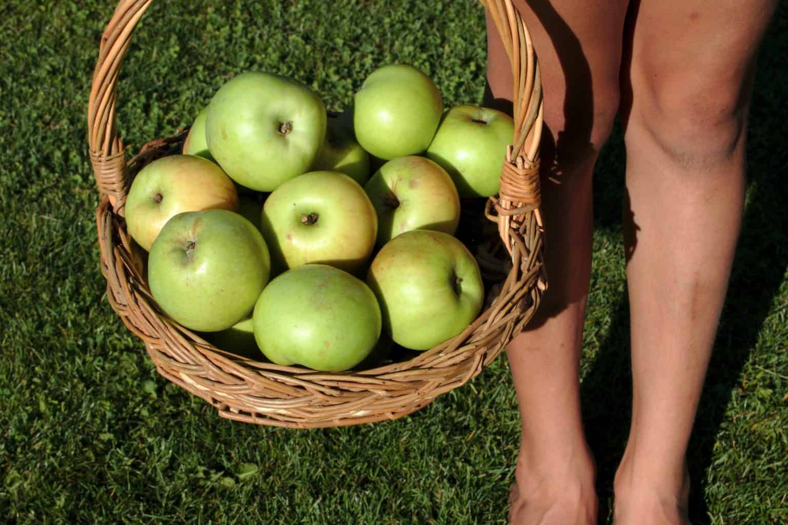 Our Apple harvest