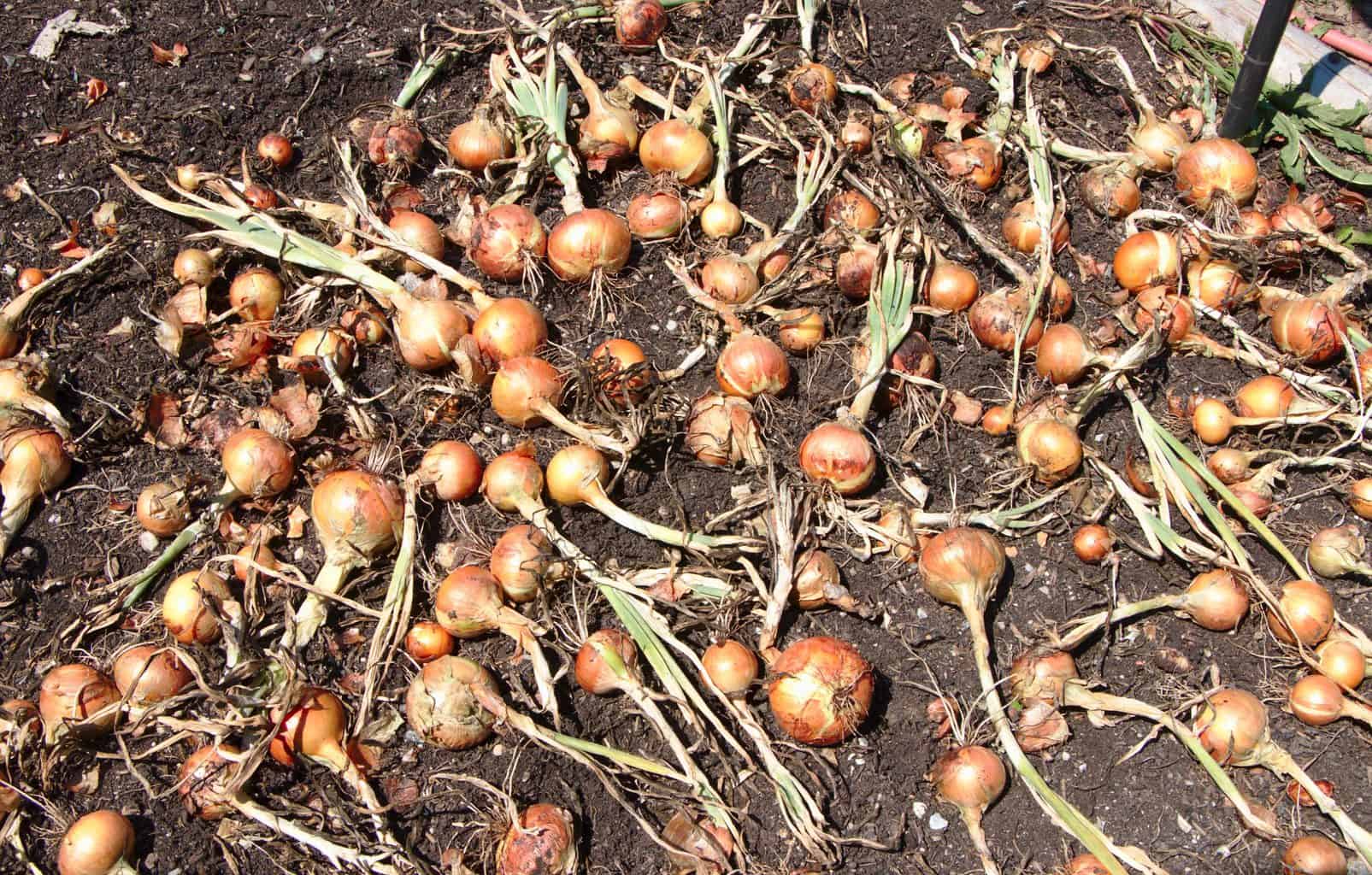 Tips to start a garden