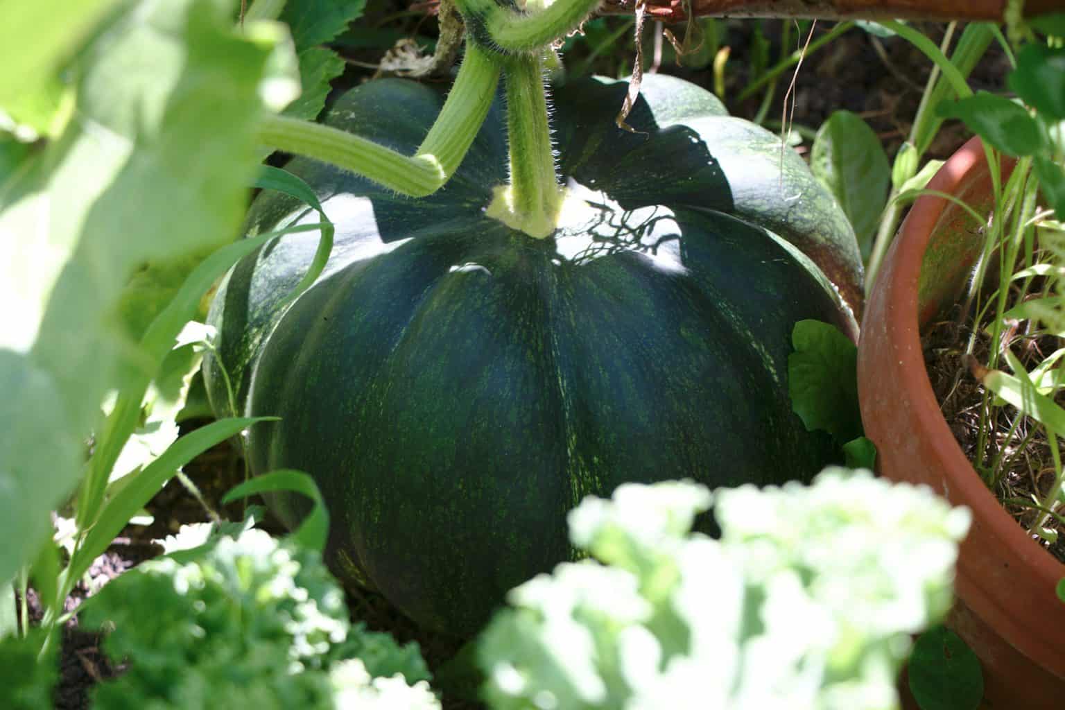 No Dig summer garden harvest