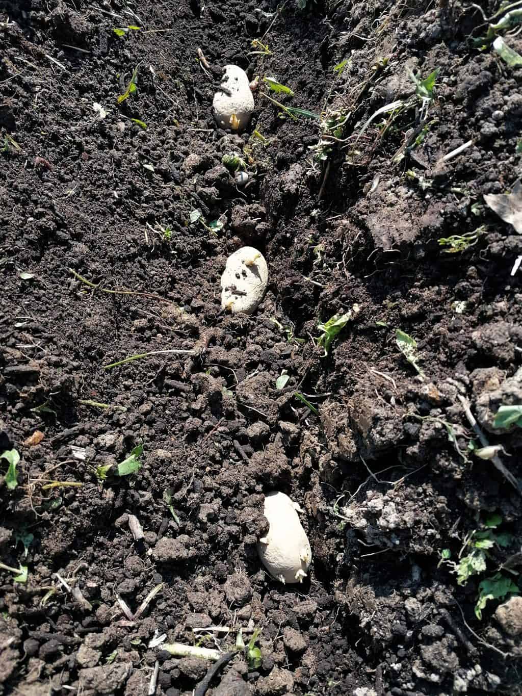 How to plant potatoes