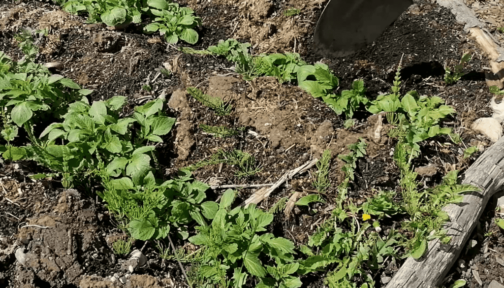 How to grow and store potatoes