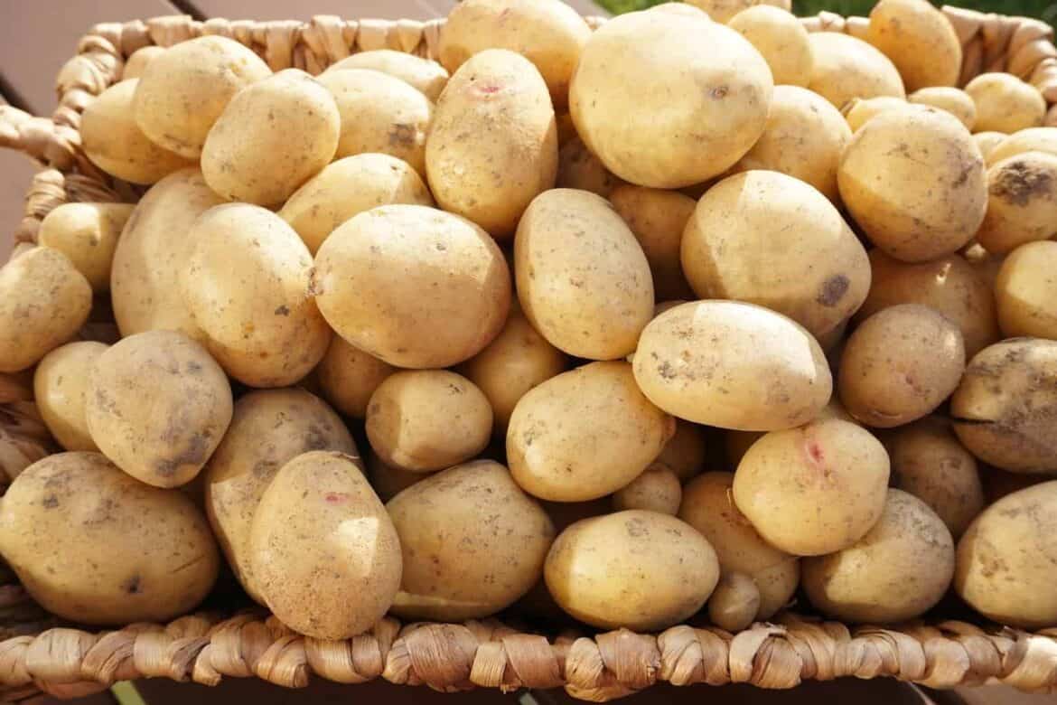 Organic Gardening in July