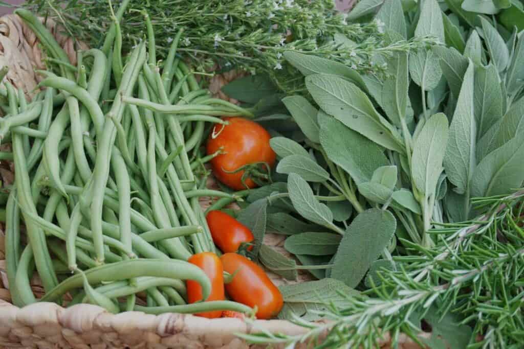 Swiss Summer Garden Harvest in August