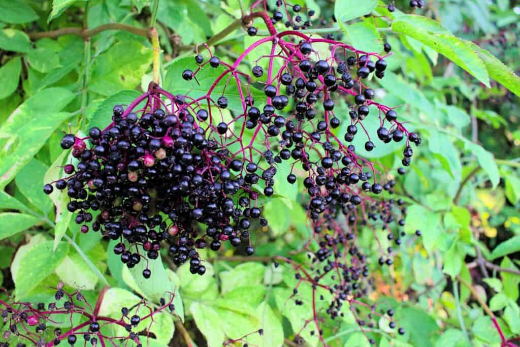 Ripe Elderberries