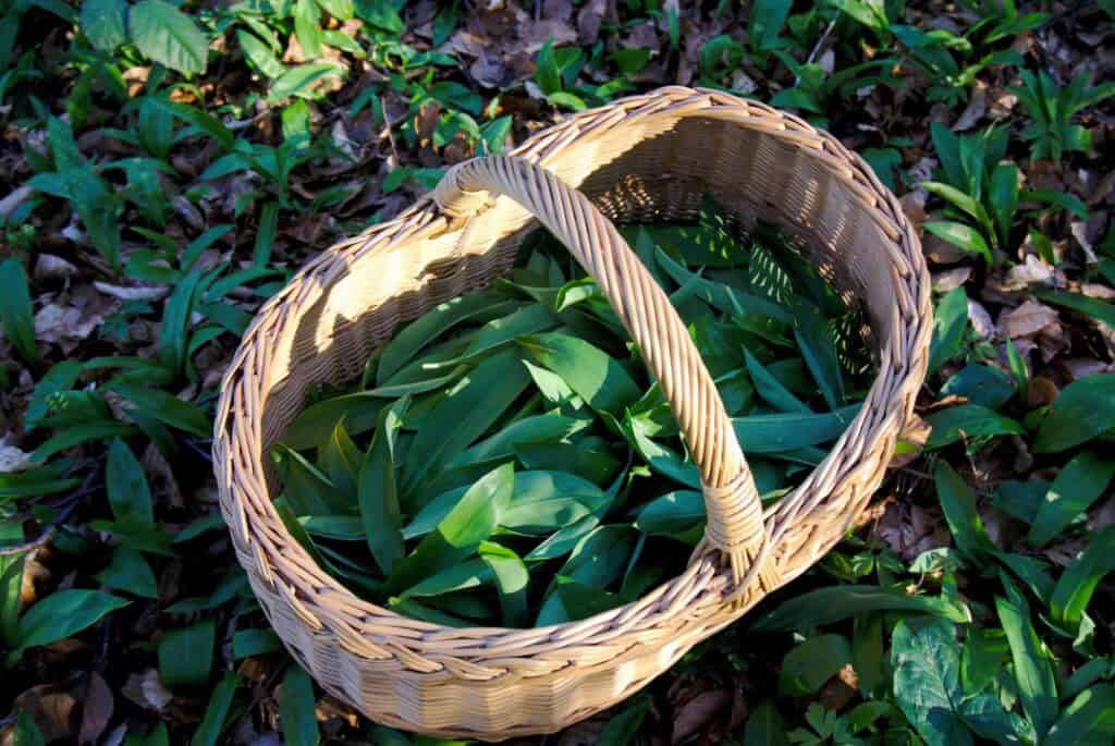 Wild Garlic Leaves